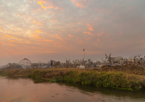 Long horns cows in a Mundari tribe camp on the banks of River Nile, Central Equatoria, Terekeka, South Sudan