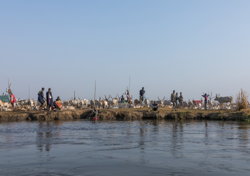 Long horns cows in a Mundari tribe camp on the banks of River Nile, Central Equatoria, Terekeka, South Sudan