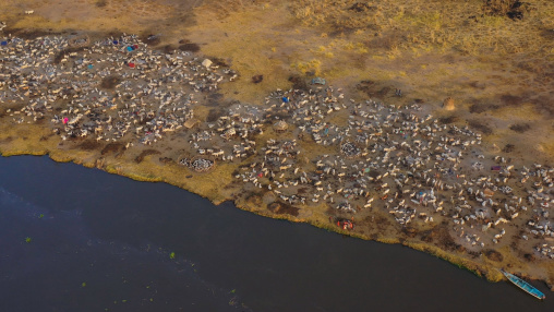 Aerial view of long horns cows in a Mundari tribe cattle camp in front of river Nile, Central Equatoria, Terekeka, South Sudan