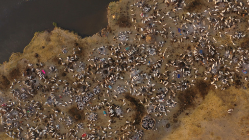 Aerial view of long horns cows in a Mundari tribe cattle camp in front of river Nile, Central Equatoria, Terekeka, South Sudan