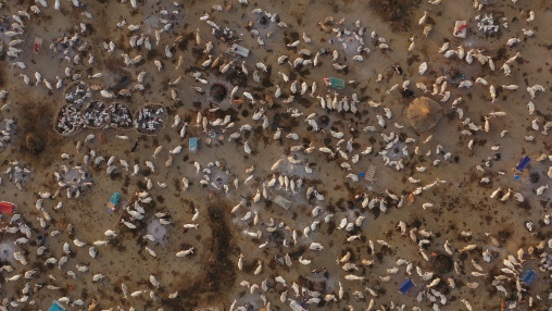 Aerial view of long horns cows in a Mundari tribe cattle camp, Central Equatoria, Terekeka, South Sudan