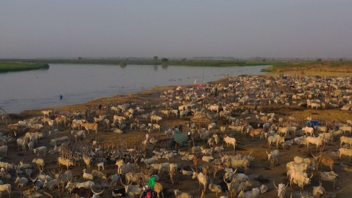 Aerial view of long horns cows in a Mundari tribe cattle camp in front of river Nile, Central Equatoria, Terekeka, South Sudan