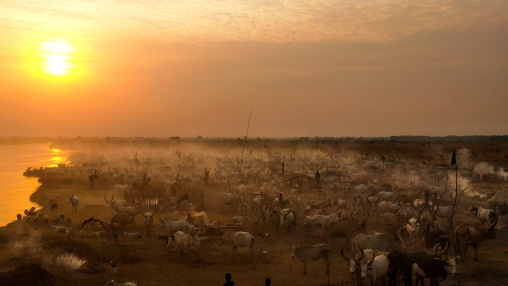 Aerial view of long horns cows in a Mundari tribe cattle camp in front of river Nile, Central Equatoria, Terekeka, South Sudan