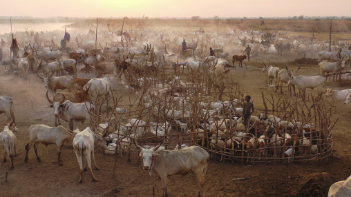 Aerial view of long horns cows in a Mundari tribe cattle camp, Central Equatoria, Terekeka, South Sudan