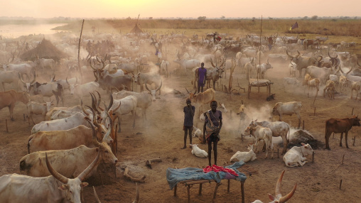 Aerial view of long horns cows in a Mundari tribe cattle camp, Central Equatoria, Terekeka, South Sudan