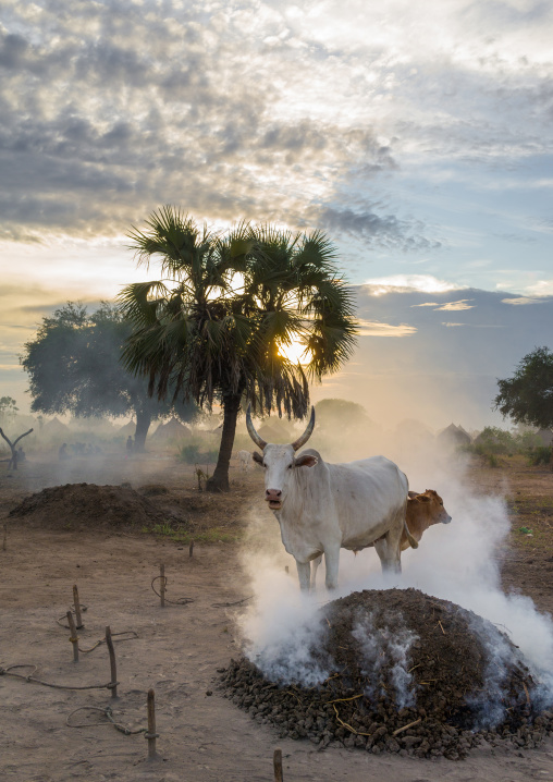 Long horns cows in a Mundari tribe camp gathering around bonfires to repel mosquitoes and flies, Central Equatoria, Terekeka, South Sudan