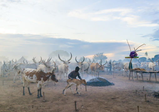 Long horns cows in a Mundari tribe camp gathering around bonfires to repel mosquitoes and flies, Central Equatoria, Terekeka, South Sudan