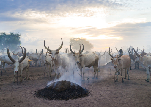 Long horns cows in a Mundari tribe camp gathering around bonfires to repel mosquitoes and flies, Central Equatoria, Terekeka, South Sudan