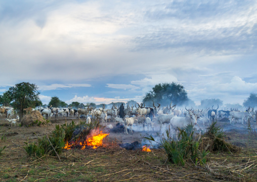 Long horns cows in a Mundari tribe camp gathering around bonfires to repel mosquitoes and flies, Central Equatoria, Terekeka, South Sudan