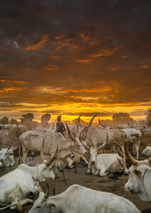 Long horns cows in a Mundari tribe camp in the sunset, Central Equatoria, Terekeka, South Sudan