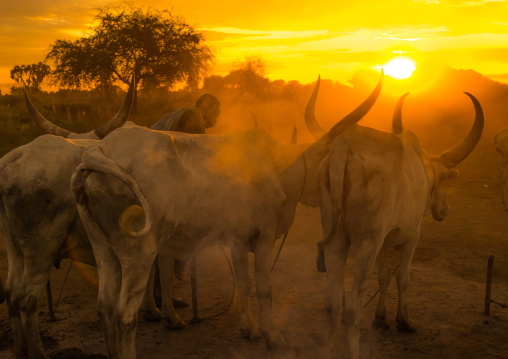 Mundari tribe man covering his cow in ash to repel flies and mosquitoes, Central Equatoria, Terekeka, South Sudan