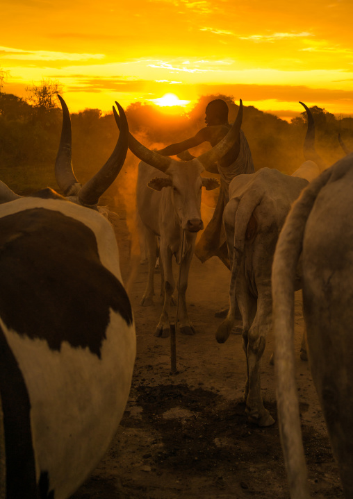 Mundari tribe man covering his cow in ash to repel flies and mosquitoes, Central Equatoria, Terekeka, South Sudan