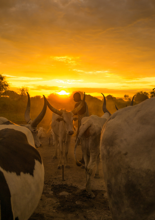 Mundari tribe man covering his cow in ash to repel flies and mosquitoes, Central Equatoria, Terekeka, South Sudan