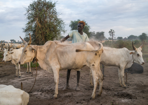 Mundari tribe man covering his cow in ash to repel flies and mosquitoes, Central Equatoria, Terekeka, South Sudan