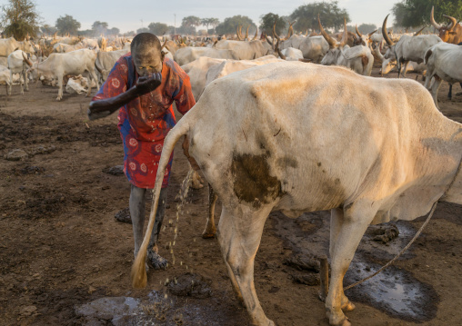 Mundari tribe man showering with cow urine to take advantage of the antibacterial properties, Central Equatoria, Terekeka, South Sudan