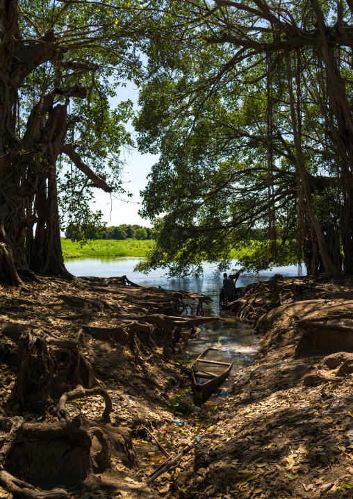 Huge trees along the white Nile, Central Equatoria, Terekeka, South Sudan