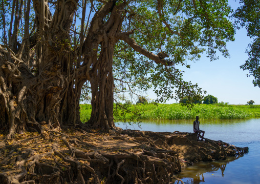 Huge trees on the white Nile, Central Equatoria, Terekeka, South Sudan