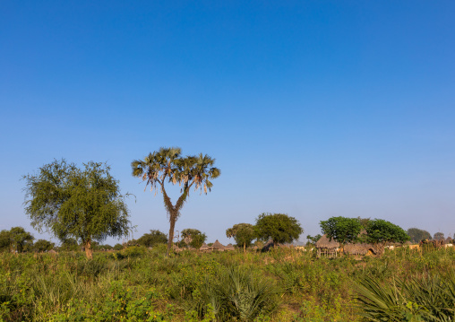 Traditional Mundari tribe village with doum palm trees, Central Equatoria, Terekeka, South Sudan