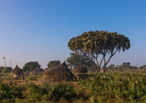 Traditional Mundari tribe village with doum palm trees, Central Equatoria, Terekeka, South Sudan