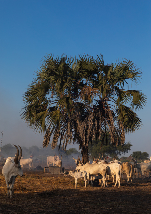 Long horns cows in a Mundari tribe camp, Central Equatoria, Terekeka, South Sudan