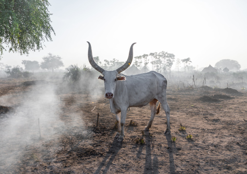 Long horns cows in a Mundari tribe camp gathering around bonfires to repel mosquitoes and flies, Central Equatoria, Terekeka, South Sudan