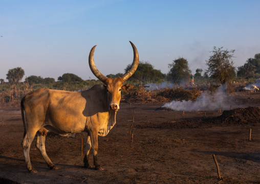 Long horns cows in a Mundari tribe camp standing in front of bonfires to prevent from mosquitoes bites, Central Equatoria, Terekeka, South Sudan