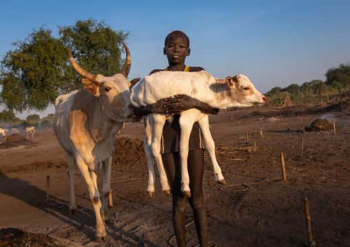 Mundari tribe boy carrying a calf in a camp, Central Equatoria, Terekeka, South Sudan