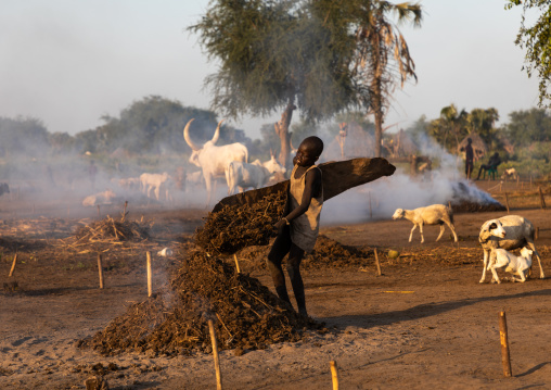 Mundari tribe boy collecting dried cow dungs in a cow skin to make bonfires to repel mosquitoes and flies, Central Equatoria, Terekeka, South Sudan