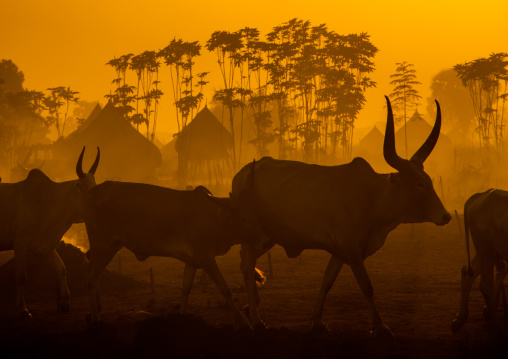 Long horns cows in a Mundari tribe camp in the sunset, Central Equatoria, Terekeka, South Sudan