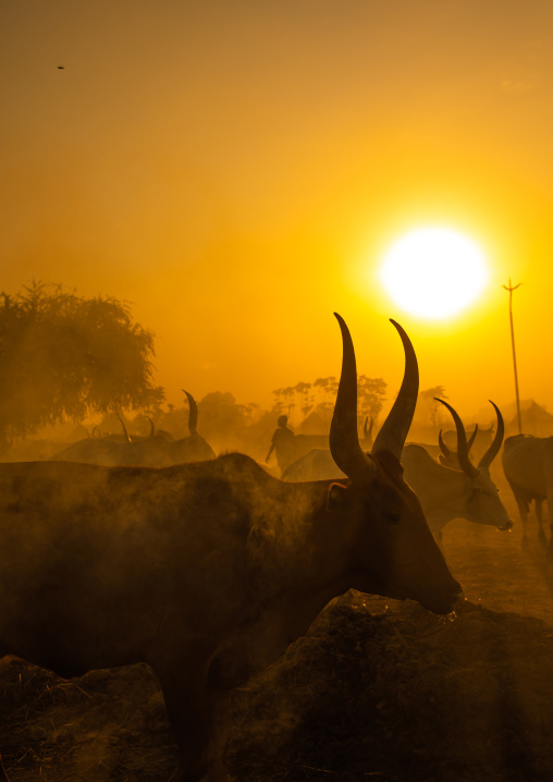 Long horns cows in a Mundari tribe camp in the sunset, Central Equatoria, Terekeka, South Sudan