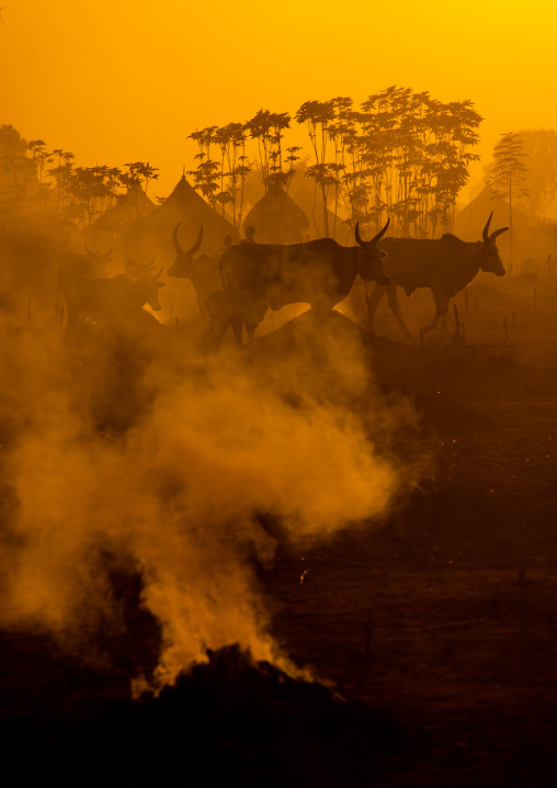 Long horns cows in a Mundari tribe camp standing in front of bonfires to prevent from mosquitoes bites, Central Equatoria, Terekeka, South Sudan