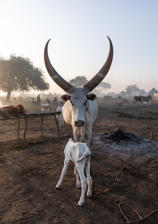 Long horns cows in a Mundari tribe camp, Central Equatoria, Terekeka, South Sudan