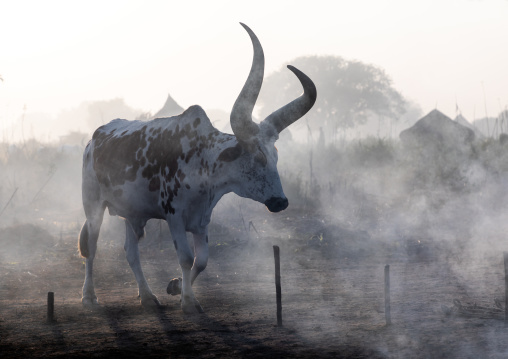 Long horns cows in a Mundari tribe camp standing in front of bonfires to prevent from mosquitoes bites, Central Equatoria, Terekeka, South Sudan