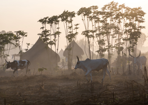 Long horns cows in a Mundari tribe camp, Central Equatoria, Terekeka, South Sudan