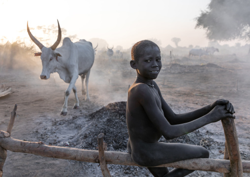 Long horns cows in a Mundari tribe camp gathering around bonfires to repel mosquitoes and flies, Central Equatoria, Terekeka, South Sudan