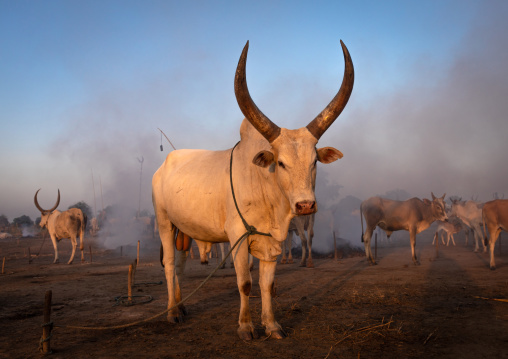 Long horns cows in a Mundari tribe camp, Central Equatoria, Terekeka, South Sudan