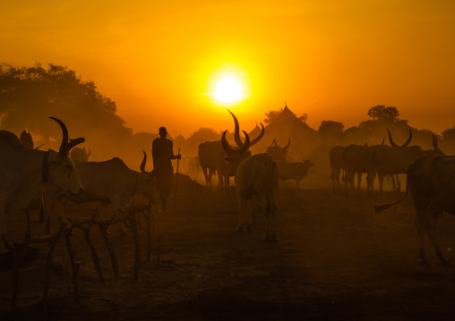 Long horns cows in a Mundari tribe camp gathering around bonfires to repel mosquitoes and flies, Central Equatoria, Terekeka, South Sudan