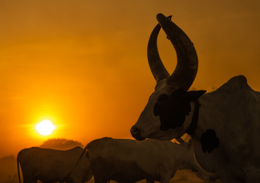 Long horns cows in a Mundari tribe camp in the sunset, Central Equatoria, Terekeka, South Sudan