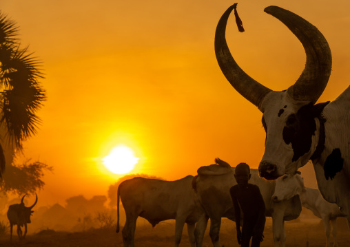 Long horns cows in a Mundari tribe camp in the sunset, Central Equatoria, Terekeka, South Sudan