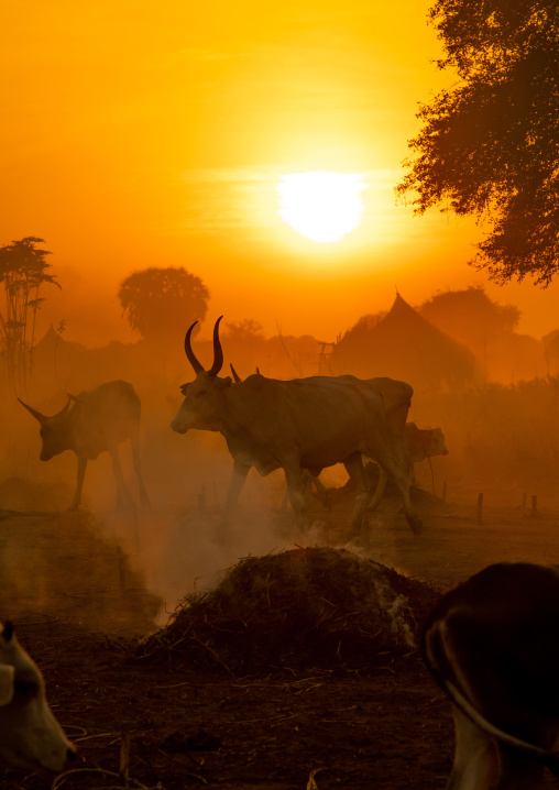 Long horns cows in a Mundari tribe camp standing in front of bonfires to prevent from mosquitoes bites, Central Equatoria, Terekeka, South Sudan