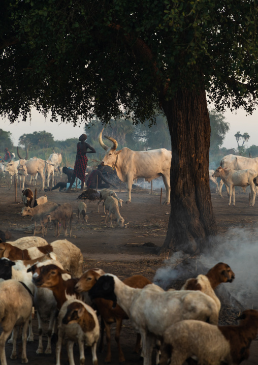 Long horns cows in a Mundari tribe camp gathering around bonfires to repel mosquitoes and flies, Central Equatoria, Terekeka, South Sudan