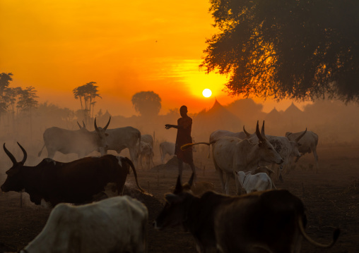 Long horns cows in a Mundari tribe camp gathering around bonfires to repel mosquitoes and flies, Central Equatoria, Terekeka, South Sudan