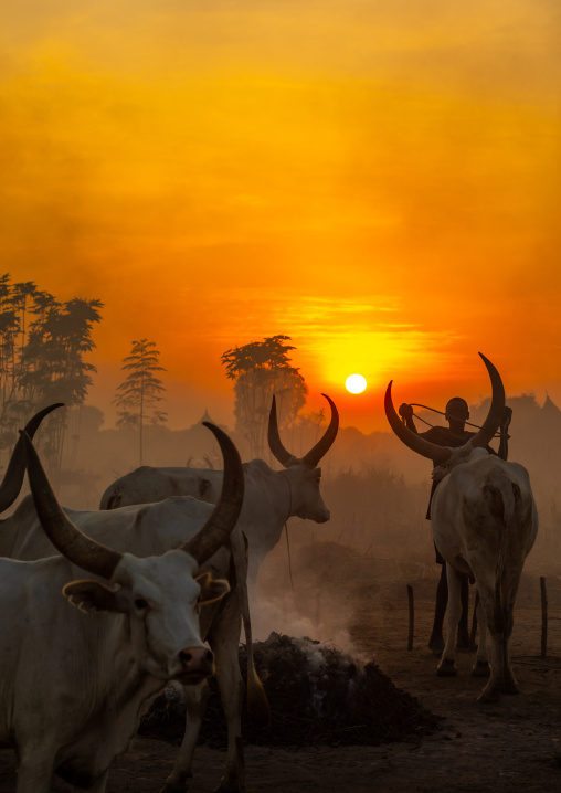 Long horns cows in a Mundari tribe camp gathering around bonfires to repel mosquitoes and flies, Central Equatoria, Terekeka, South Sudan