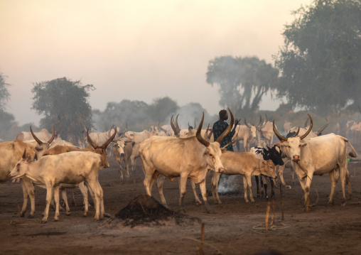 Long horns cows in a Mundari tribe camp gathering around bonfires to repel mosquitoes and flies, Central Equatoria, Terekeka, South Sudan