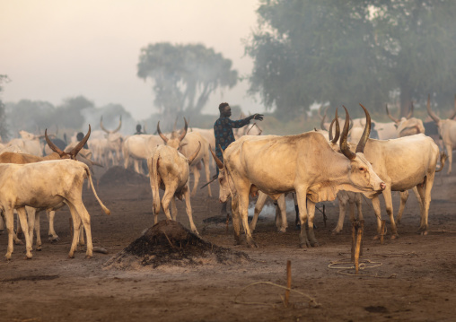 Long horns cows in a Mundari tribe camp gathering around bonfires to repel mosquitoes and flies, Central Equatoria, Terekeka, South Sudan