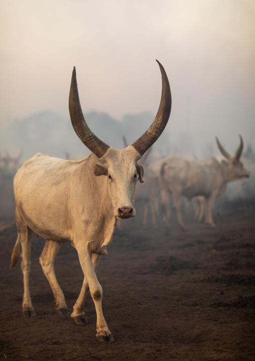 Long horns cows in a Mundari tribe camp, Central Equatoria, Terekeka, South Sudan