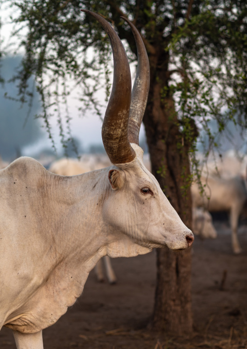 Long horns cows in a Mundari tribe camp, Central Equatoria, Terekeka, South Sudan