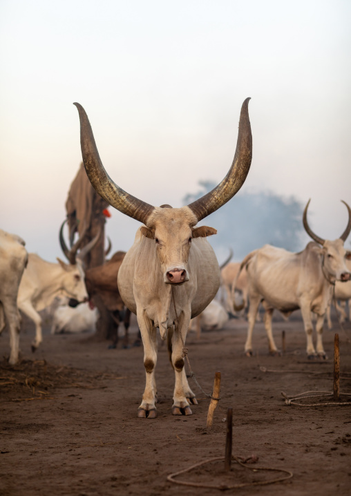 Long horns cows in a Mundari tribe camp, Central Equatoria, Terekeka, South Sudan