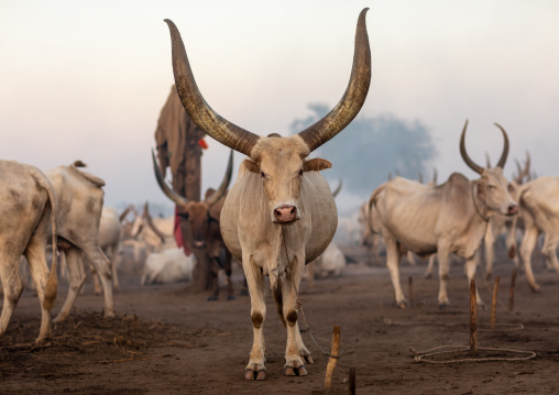 Long horns cows in a Mundari tribe camp, Central Equatoria, Terekeka, South Sudan