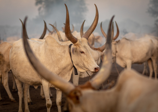 Long horns cows in a Mundari tribe camp, Central Equatoria, Terekeka, South Sudan